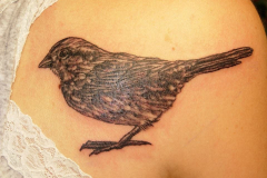 Steve's Tattoos